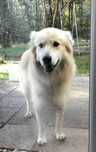 Cudowny MISIO do adopcji