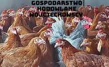 Młode kury nioski ogólnoużytkowe, kokoszki Rosa Dominant
