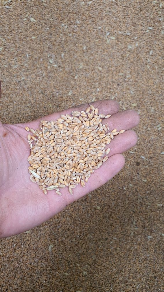 Пшениця та ячмінь врожай 2023