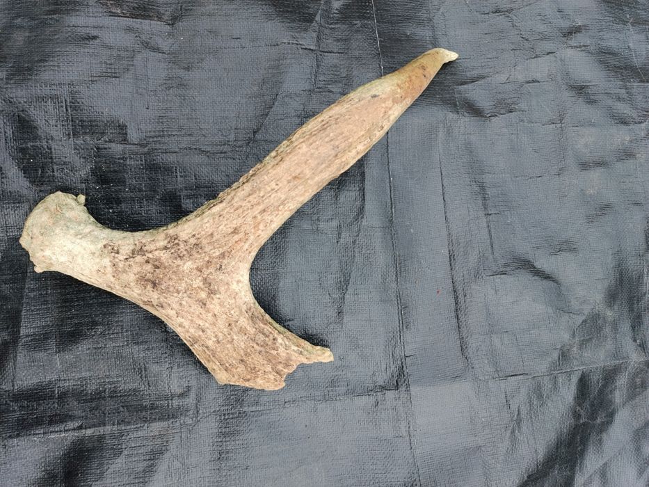 Sprzedam poroże łosia