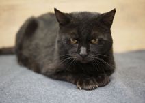 Lubelski Animals - CZARNY - kot do adopcji