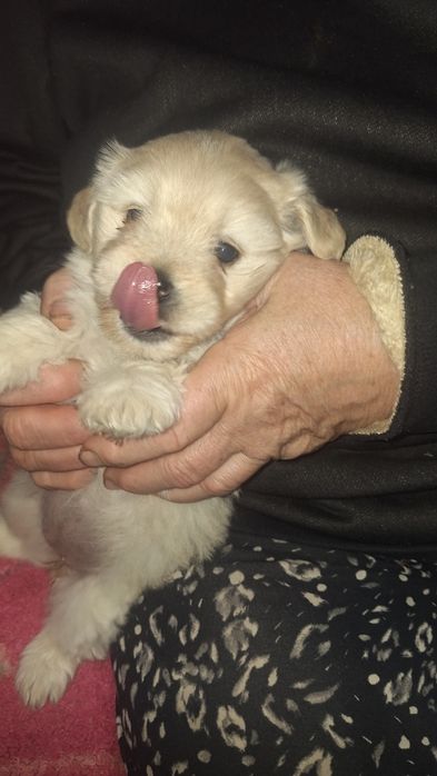 Дівчинка в добрі руки