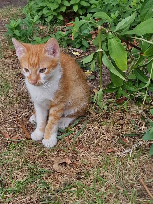 Kot 3,5miesięczny od ręki