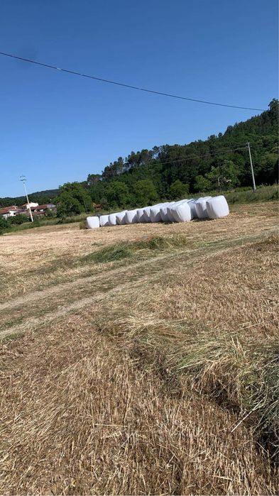 Fardos de feno-silagem