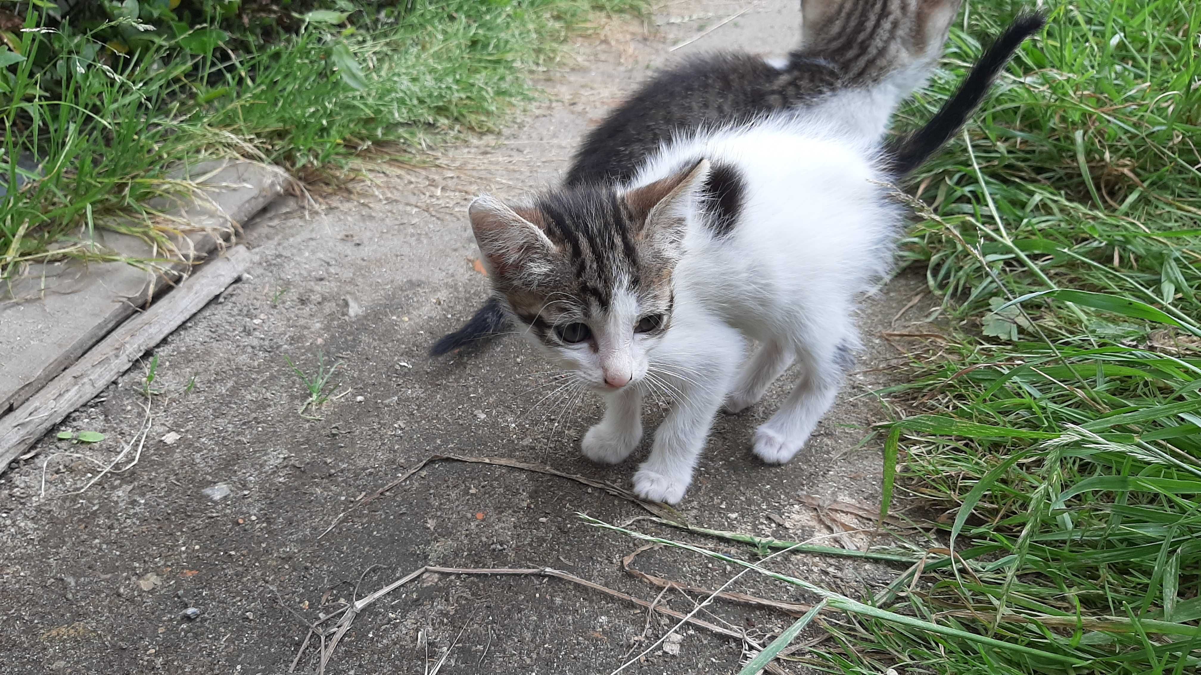 Gatinhos para adoção (nascidos a 22 de Abril)