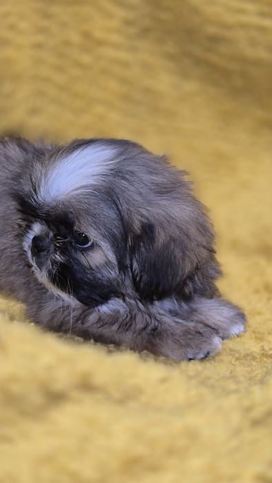 SHIH TZU śliczny piesek