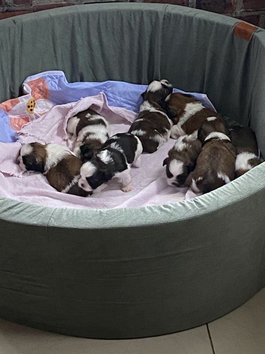 Shih tzu z trzypokoleniowym rodowodem do rezerwacji