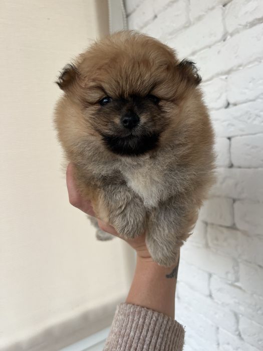 Дівчинка та хлопчик померанського шпіца в пошуках родини