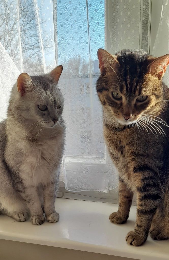 Kot kotek kotka do adopcji