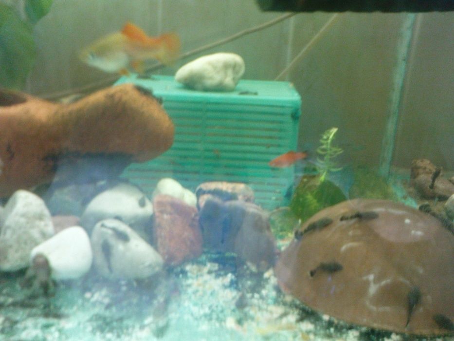 Glonojad - Zbrojnik niebieski