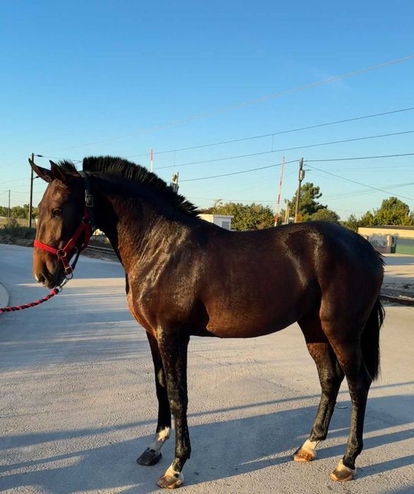 Poldra Lusitana excelente Pedigree