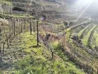 Terreno  para venda