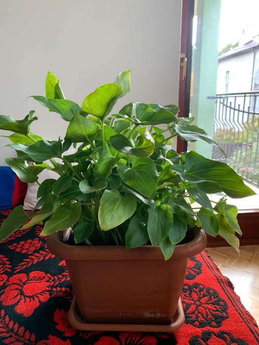 Pachnąca kalia czyli kalla bielikrasa cantedeskia biała etiopska