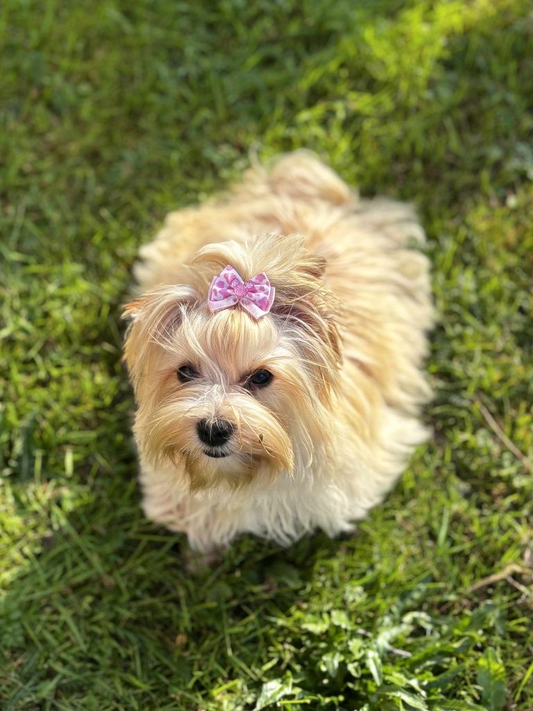 Sunia Yorkshire terrier Golddust