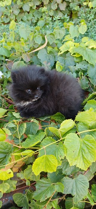 Lulu da Pomerânia macho muito pequenino