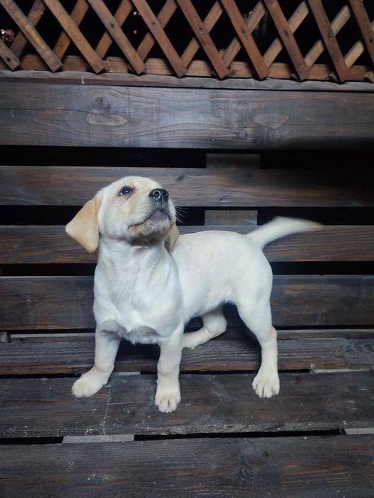 Цуценята Лабрадор