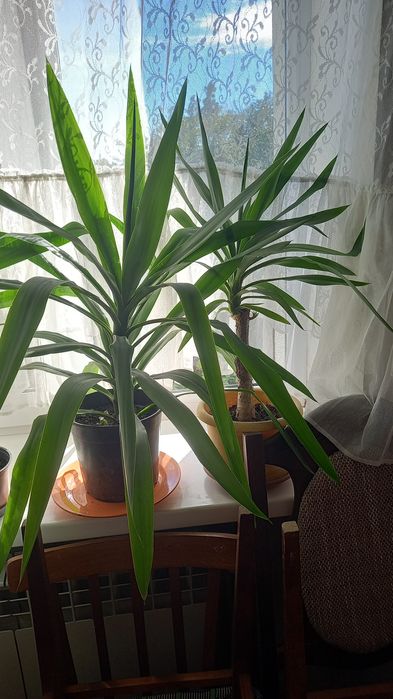 Кімнатні рослини Юкка