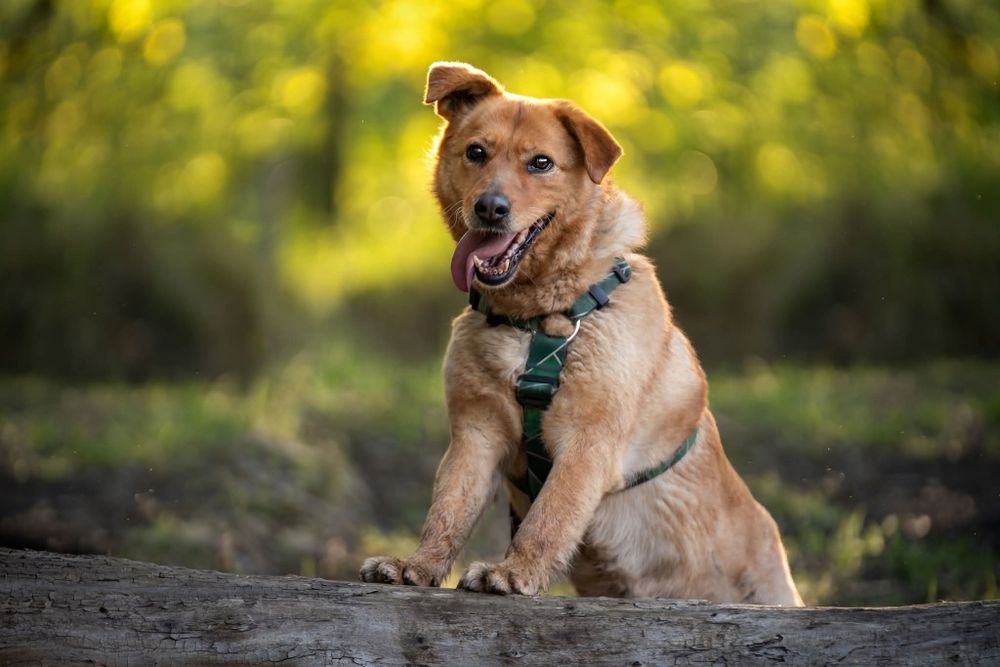 Cudowna kochająca ludzi sunia Tonia szuka domu