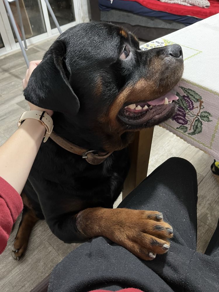 Pet sitting, todo tipo de animais