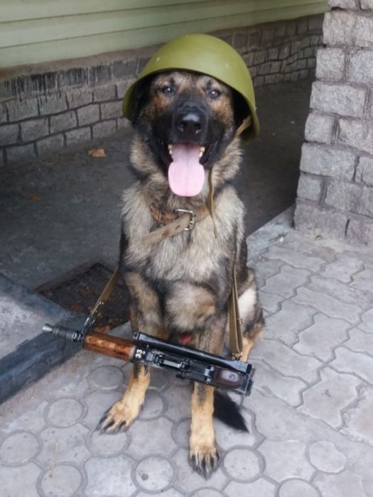 Дрессировка собак от 300 гр Заводской район,выезд цена договорная