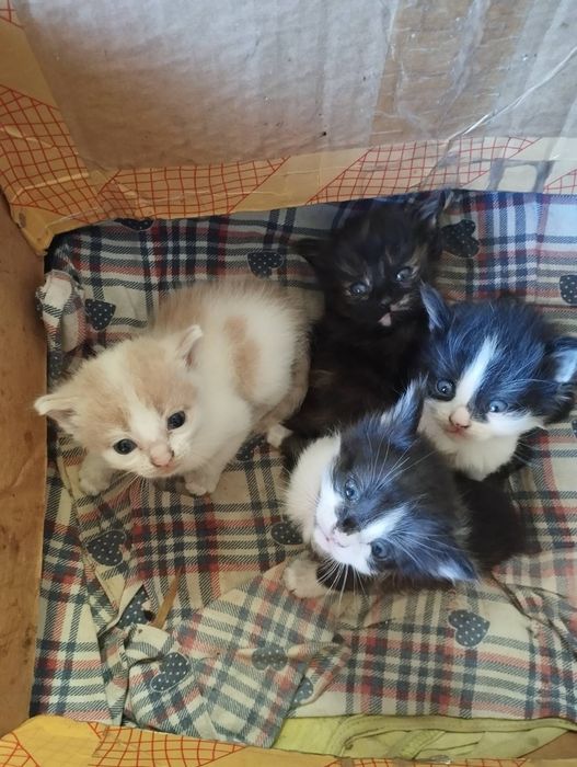 Віддам в добрі руки))