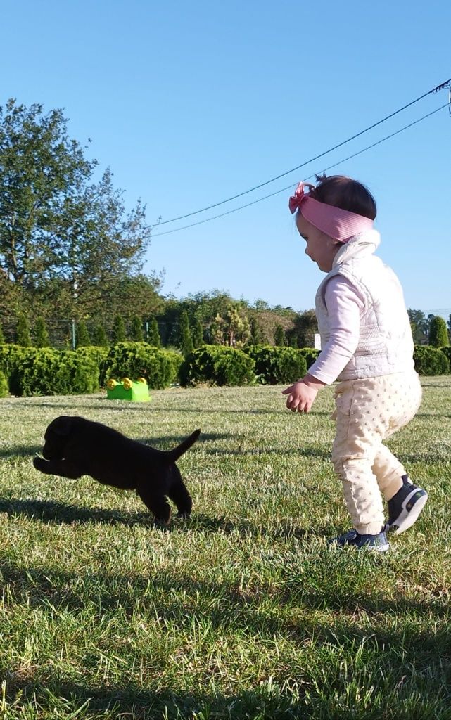Labrador retriever