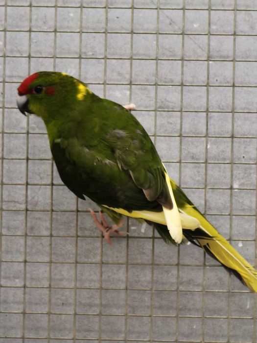 Kakarikis Verdes, Spangle