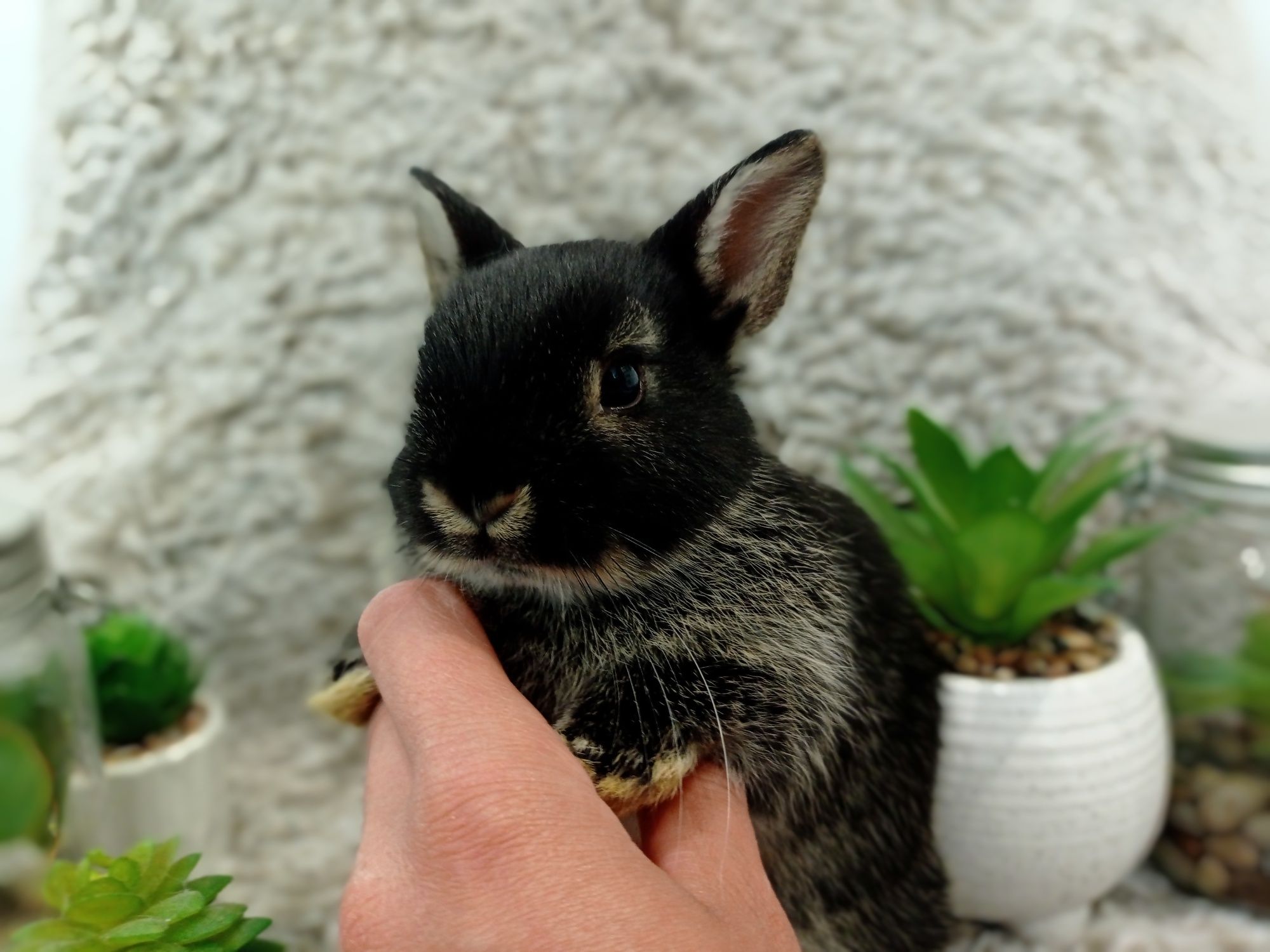 Króliczki mini lop, karzełeki, Teddy