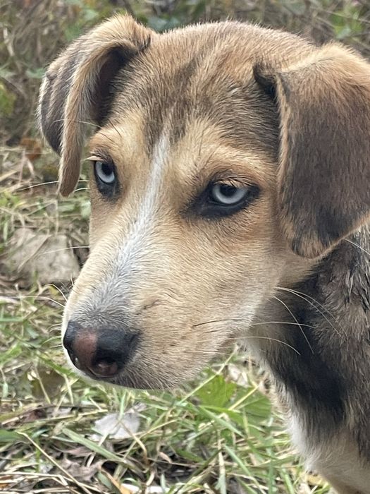 Щенята в добрі руки