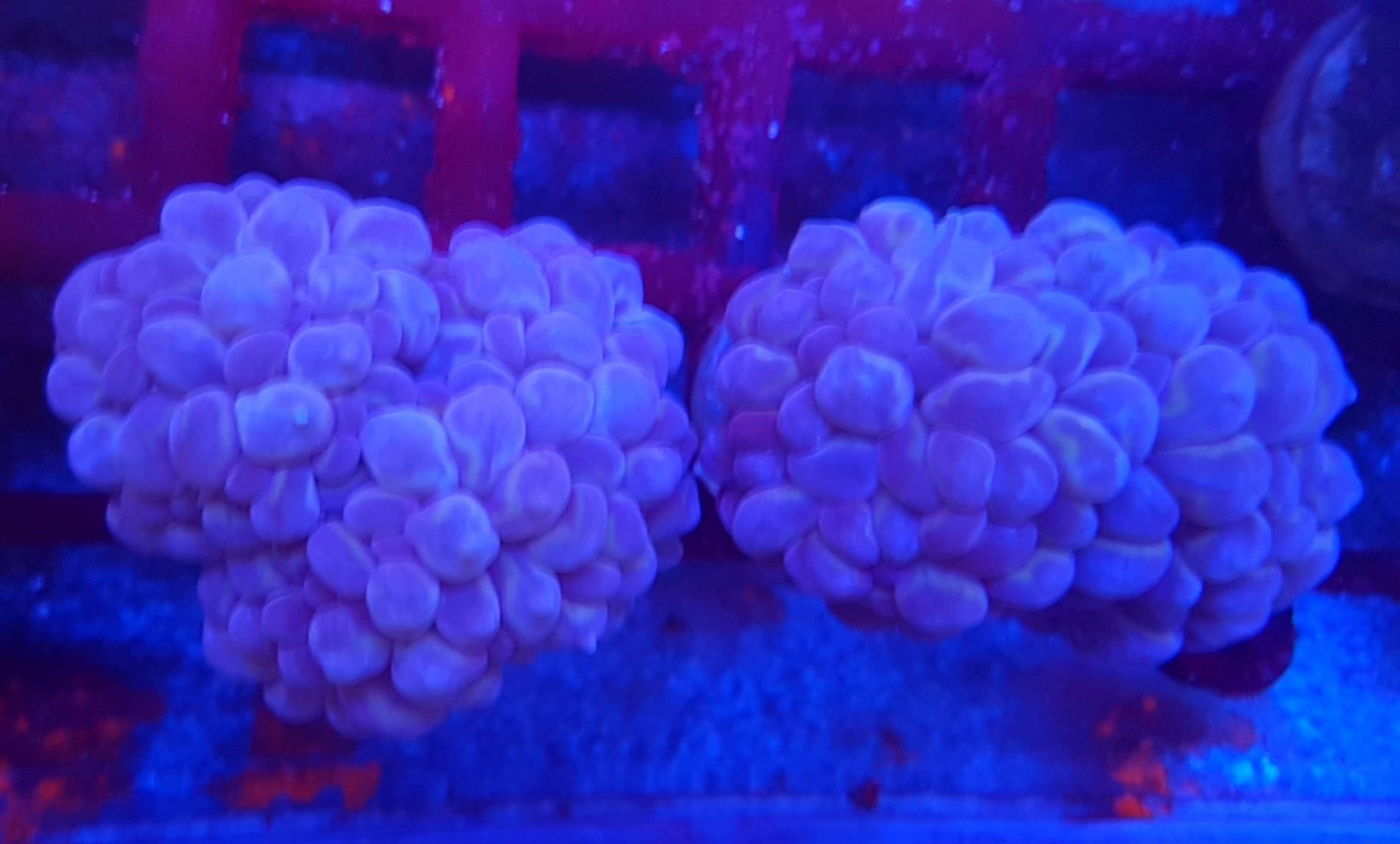 Plerogyra blue. Koralowiec LPS . Akwarium morskie