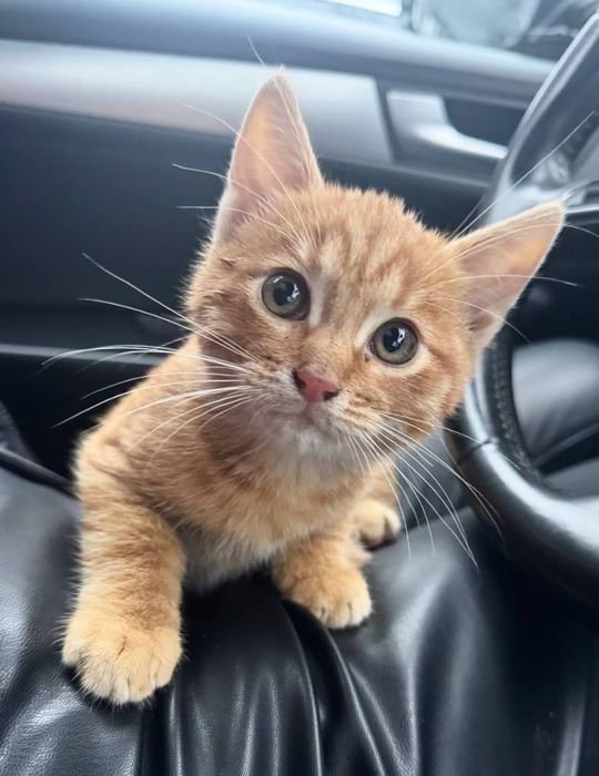 Віддам в добрі руки руде кошеня