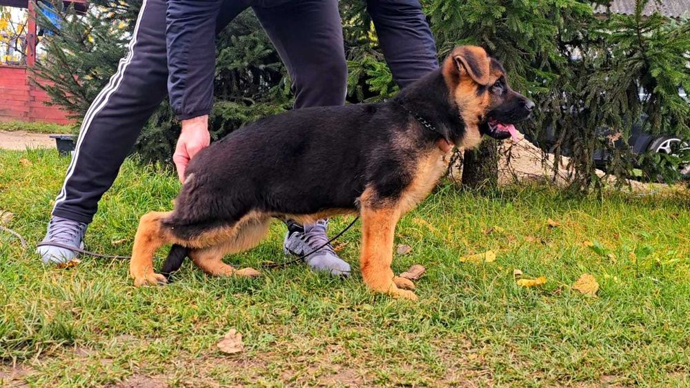 Piesek owczarek niemiecki