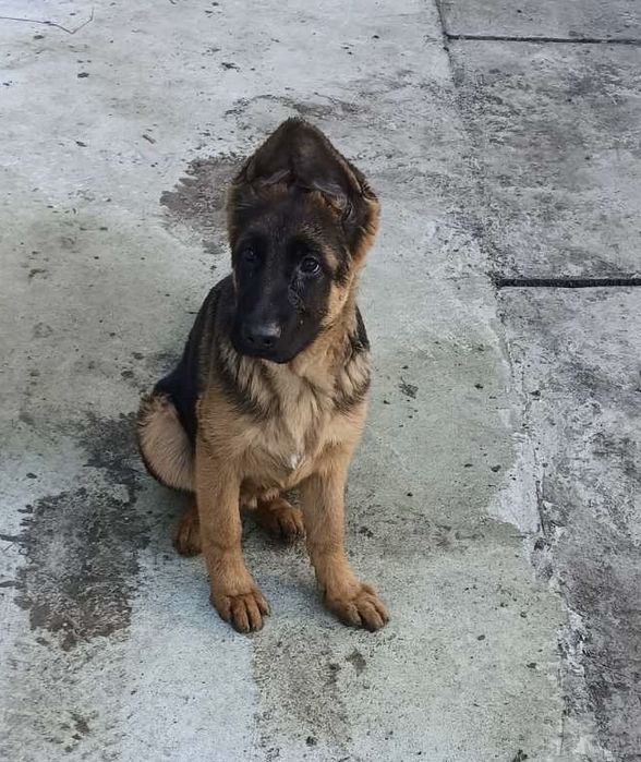 4х місячний кобель німецької вівчарки