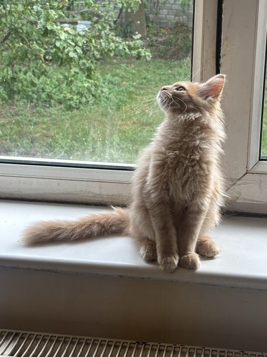 Rudy kremowy kocurek maine coon Fife