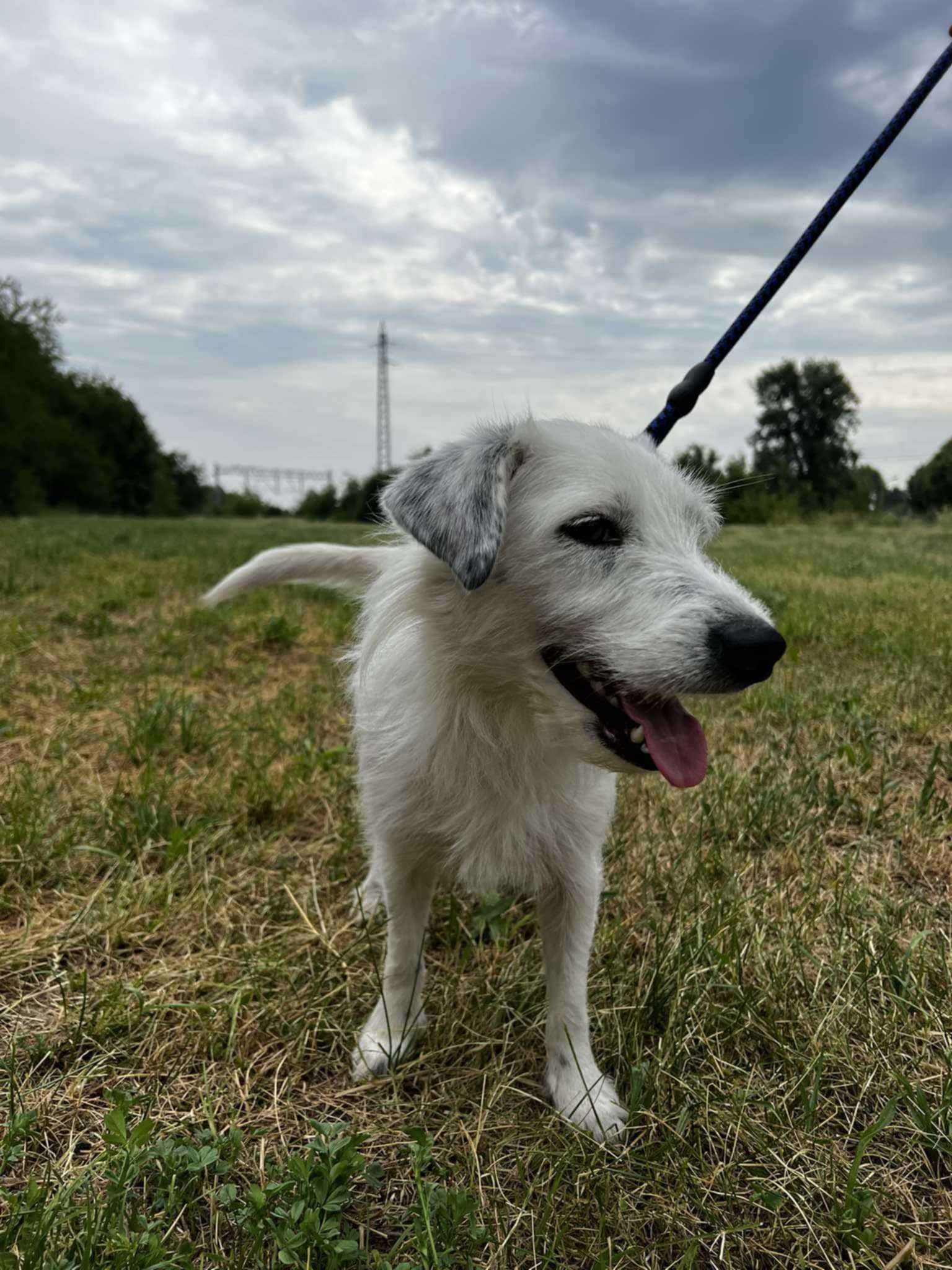 Młodziutka Lola czeka na swój nowy dom