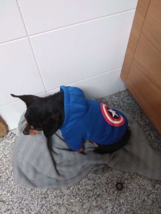 Camisola Capitão América gato / cão de porte pequeno - PORTES GRÁTIS