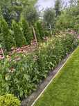 Echinacea purpurea jeżówka purpurowa wysoka 14 sztuk