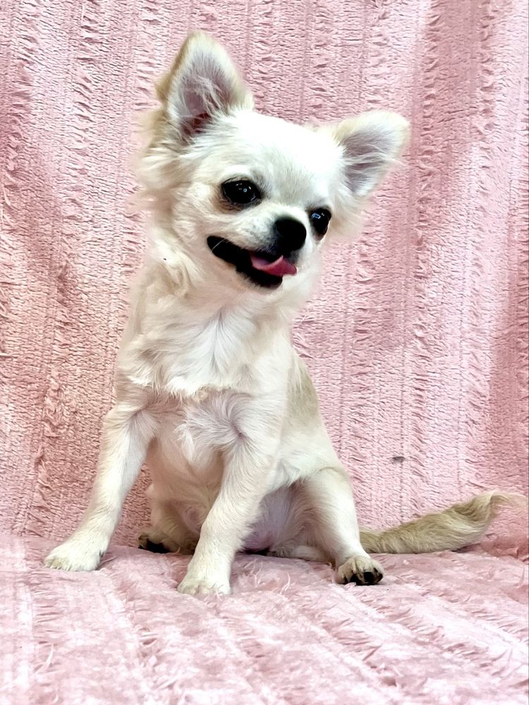 Chihuahua Femea Pelo Comprido