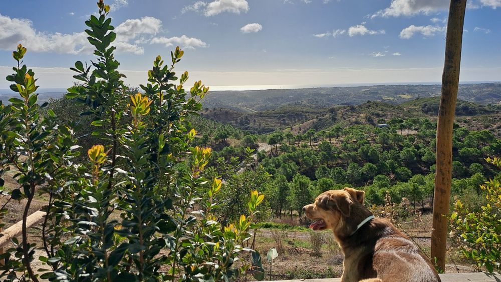 Venda terreno rustico 5,6 ha, com pinhal e árvores diversas