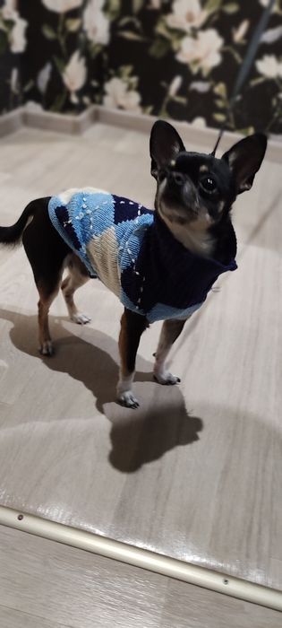 В'язка чихуахуа - 1000 грн