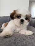 Shih-Tzu Sunia szuka domu