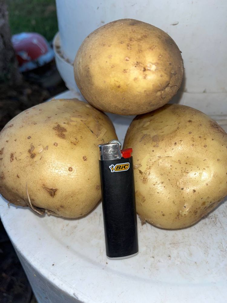 Продам картошку і буряк