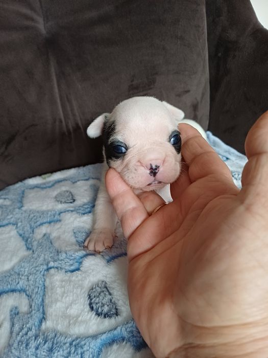 Buldog Francuski suczka