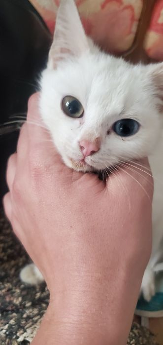 Кошечки шукають родину