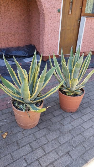 Agawa Agave kwiat roślina