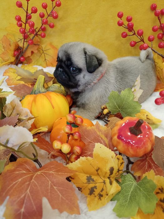 Szczenię chłopczyk Mops  FCI ZkwP