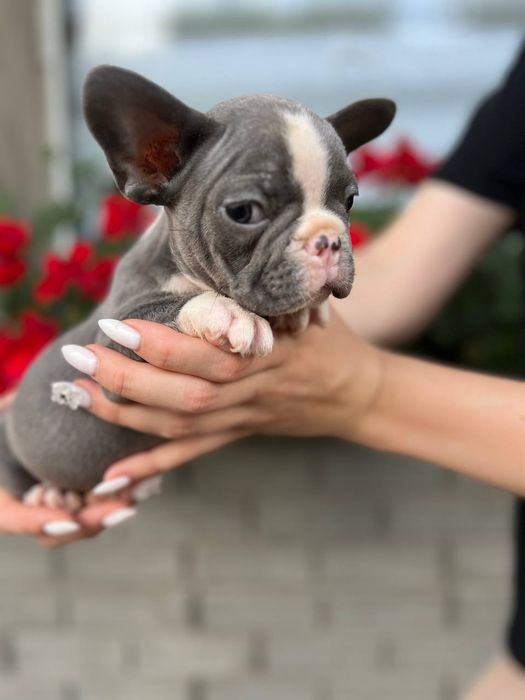 Французські бульдони міні