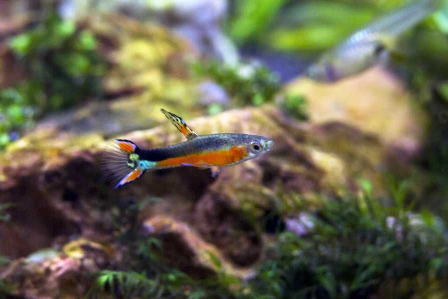 Małe kolorowe odporne rybki do nano akwarium 15-20l 4szt.