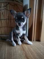 Rodowodowa mała dziewczynka Chihuahua krótkowłosa