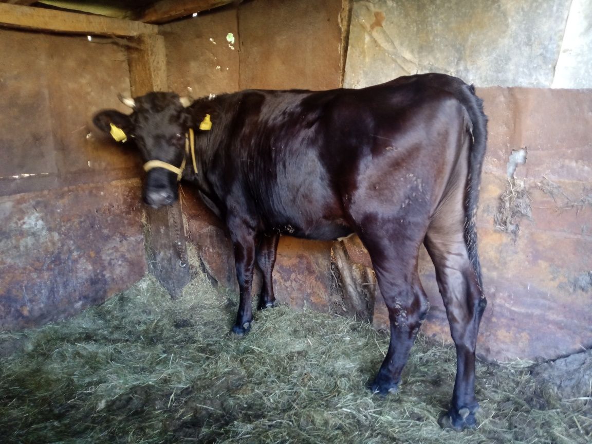 Jałówka angus x hf 2024